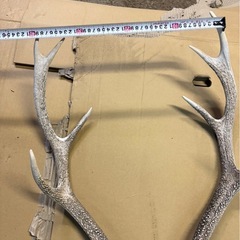 鹿の角の画像