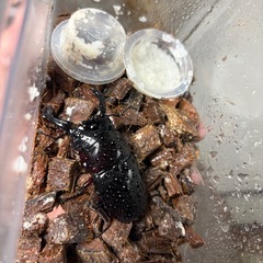 赤レギウス  赤み強めの画像