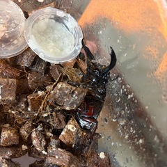 赤レギウス  赤み強めの画像