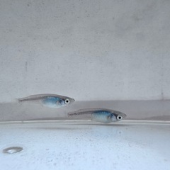 「深海」メダカ6匹セットの画像