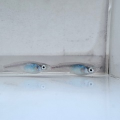 「深海」メダカ6匹セットの画像