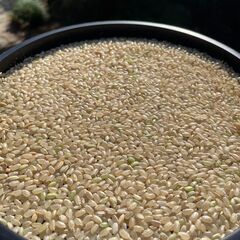 令和7年度産 新米 彩のきずな 5キロ精米 3000円の画像