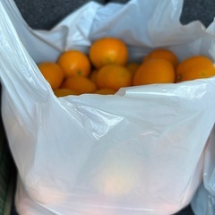 八幡浜早生みかんハネ5キロ、現在ありますの画像