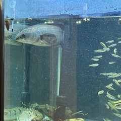 チャンナ・マルリオデス・レッドの画像