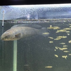 チャンナ・マルリオデス・レッドの画像