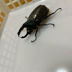 グラントシロカブト ペアの画像