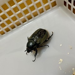 グラントシロカブト ペアの画像