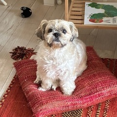 【お話中】まもるの一生を見てくれる方に