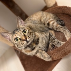 天真爛漫、甘えん坊で元気な女の子です