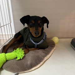 ミニチュアピンシャー　男の子