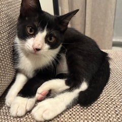 にゃーにゃくん