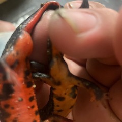 沖縄県内限定ＣＢ個体シリケンイモリ黒色個体５匹2500円１０匹4000円の画像