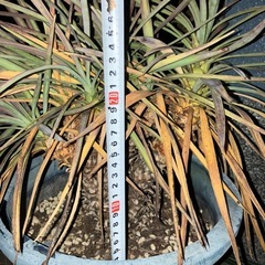 ユッカ　デスメティアーナの画像