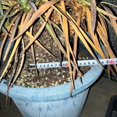 ユッカ　デスメティアーナの画像