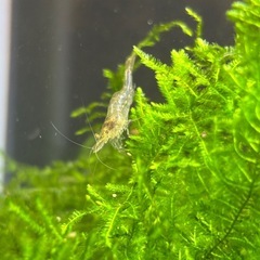 ミナミヌマエビ10匹の画像