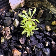 【激レア】セファロタスエラーの画像