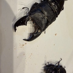 クワガタ余品販売の画像