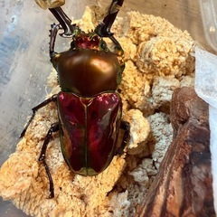 クワガタ余品販売の画像