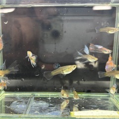 水槽内残り生体丸ごと販売【なかひらぼbreed】レッドグラスリボンの画像