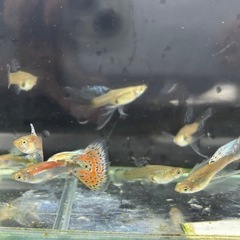 水槽内残り生体丸ごと販売【なかひらぼbreed】レッドグラスリボンの画像