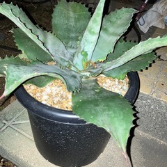 アガベ　ミスターリップルの画像