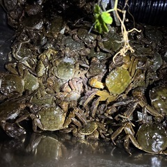 大きいモクズカニの画像