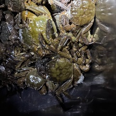 大きいモクズカニの画像