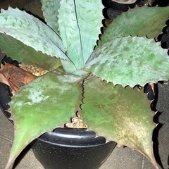 アガベ　オバティフォリアの画像