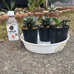 残り3株【香川県、最安値趣味アガベ】螃蟹（かに）を激安でお譲りしますの画像