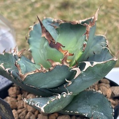 残り3株【香川県、最安値趣味アガベ】螃蟹（かに）を激安でお譲りしますの画像