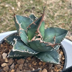 残り3株【香川県、最安値趣味アガベ】螃蟹（かに）を激安でお譲りしますの画像