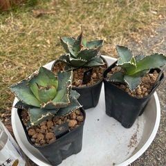 残り3株【香川県、最安値趣味アガベ】螃蟹（かに）を激安でお譲りしますの画像