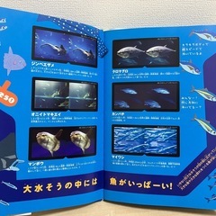 海の生き物の絵本　美品の画像