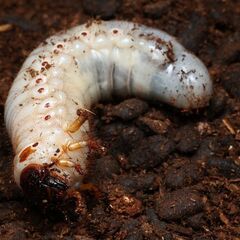国産カブトムシ 幼虫 25年産 ①の画像