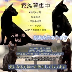 🐈‍⬛家族募集～再開🐈‍⬛