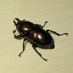 ニジイロクワガタ♂♀ペアの画像