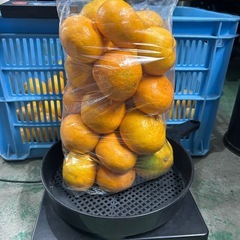 🍊✨【有田より直送・特別販売のご案内】✨🍊の画像