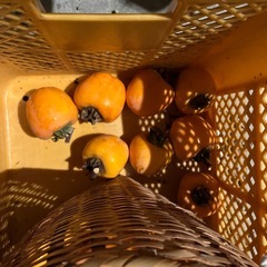 11/21収穫した渋柿（エボ柿）28個の画像
