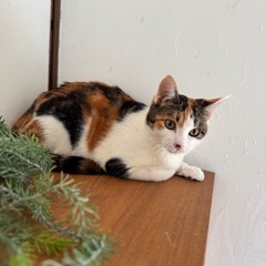 🍎もっちりフォルムのかわいい三毛猫