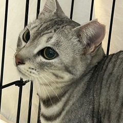 綺麗な白サバ女の子