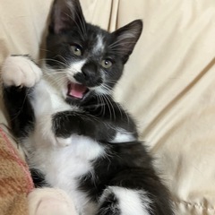 子猫　里親募集