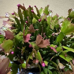 シャコバサボテン　鉢付き　苗　蕾付き　の画像