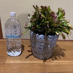 シャコバサボテン　鉢付き　苗　蕾付き　の画像