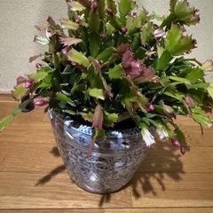 シャコバサボテン　鉢付き　苗　蕾付き　の画像