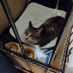 キジネコ兄弟、どちらか一匹里親探ししてます。