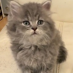 ✨2025年11月30日(日) 13時から立川すみれペットクリニ...