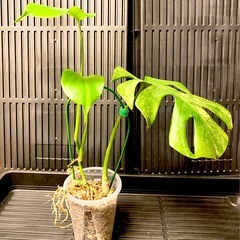 【発根済み】　モンステラ　デリシオーサ　イエローマリリン　黄斑　レア　班入りの画像