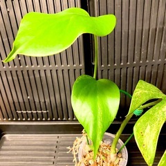 【発根済み】　モンステラ　デリシオーサ　イエローマリリン　黄斑　レア　班入りの画像