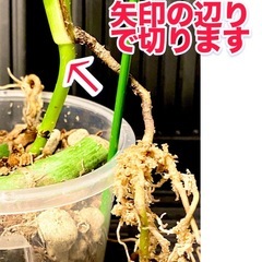 【発根済み】　モンステラ　デリシオーサ　イエローマリリン　黄斑　レア　班入りの画像