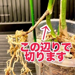 【発根済み】　モンステラ　デリシオーサ　イエローマリリン　黄斑　レア　班入りの画像